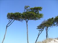 Windfl&uuml;chter Weststrand